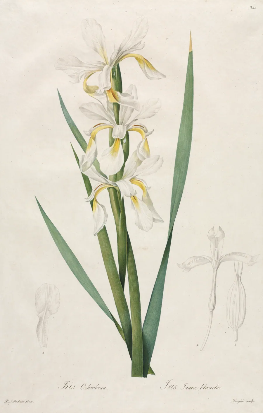 Gold-banded Iris by Henri Joseph Redouté