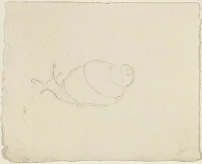 Snails [recto and verso]