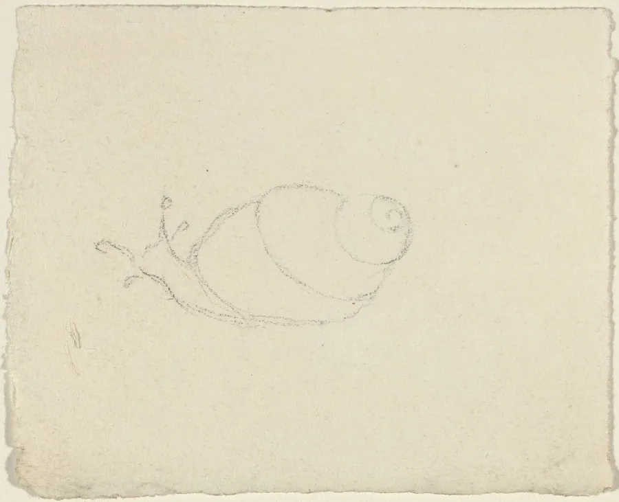 Snails [recto and verso] by John Flaxman