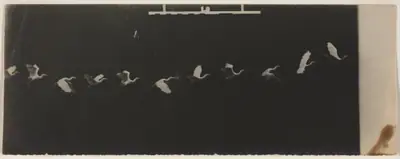 Chronophotograph of a Flying Heron
