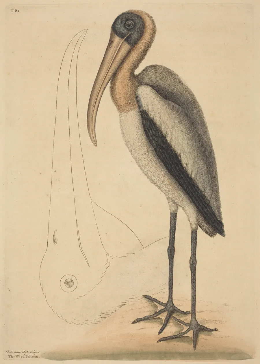 The Wood Pelican (Tantalus Loculator) by Mark Catesby