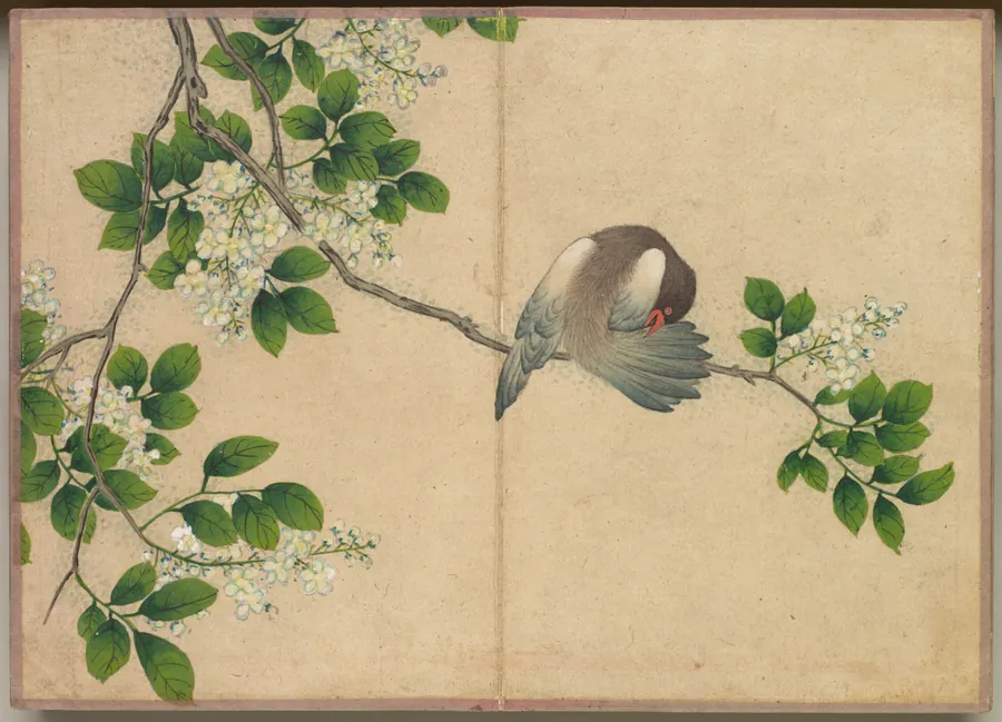 Desk Album: Flower and Bird Paintings (Preening Bird) by Zhang Ruoai