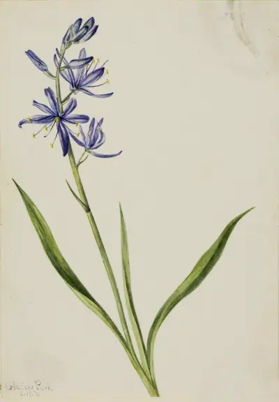 Camas (Quamasia quamash)