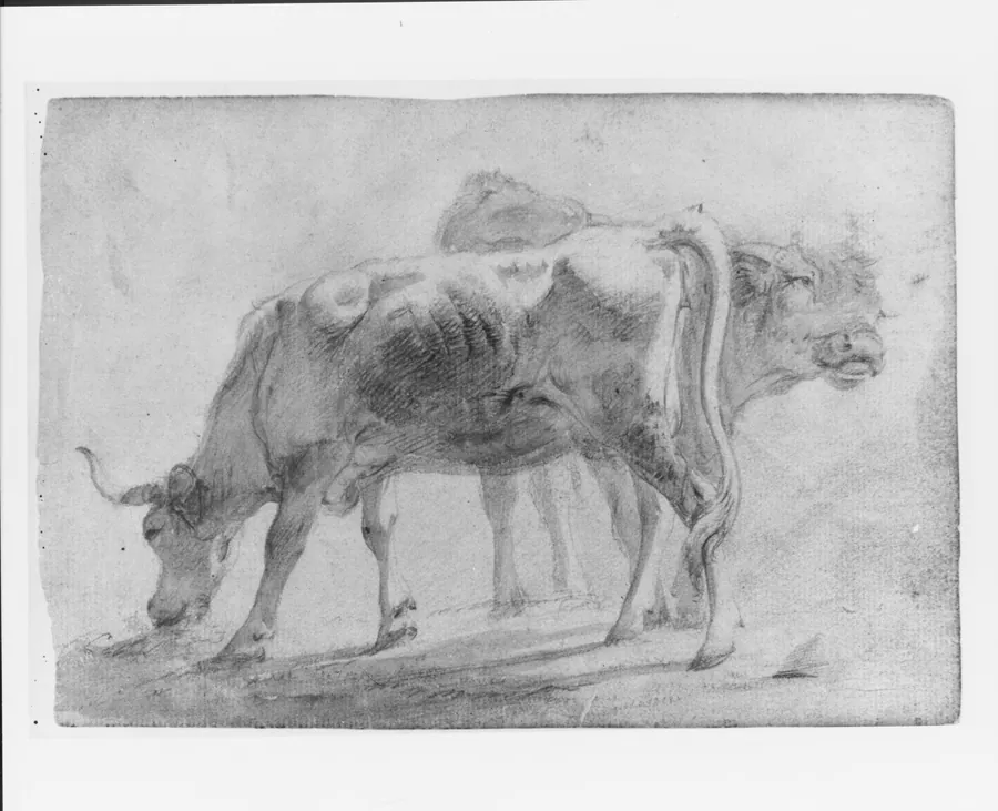 Cattle (from McGuire Scrapbook) by Charles Catton, Jr.