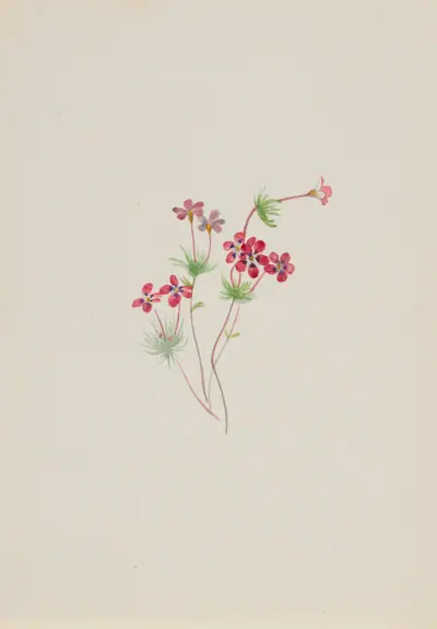Gilia linanthus parviflorus