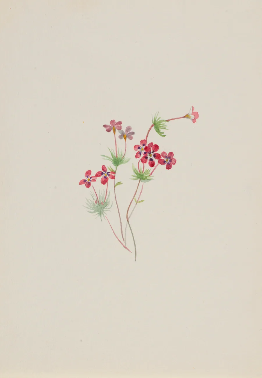 Gilia linanthus parviflorus by Mary Vaux Walcott, born Philadelphia, PA 1860-died St. Andrews, New Brunswick, Canada 1940