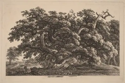 A Widely Expanding Oak Tree