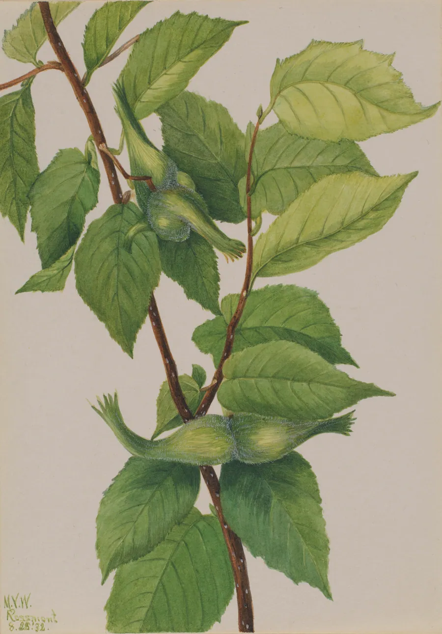 Beaked Hazelnut (Corylus rostrata) by Mary Vaux Walcott, born Philadelphia, PA 1860-died St. Andrews, New Brunswick, Canada 1940