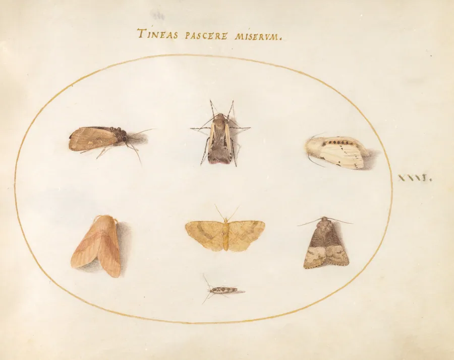 Plate 31: Seven Moths by Joris Hoefnagel