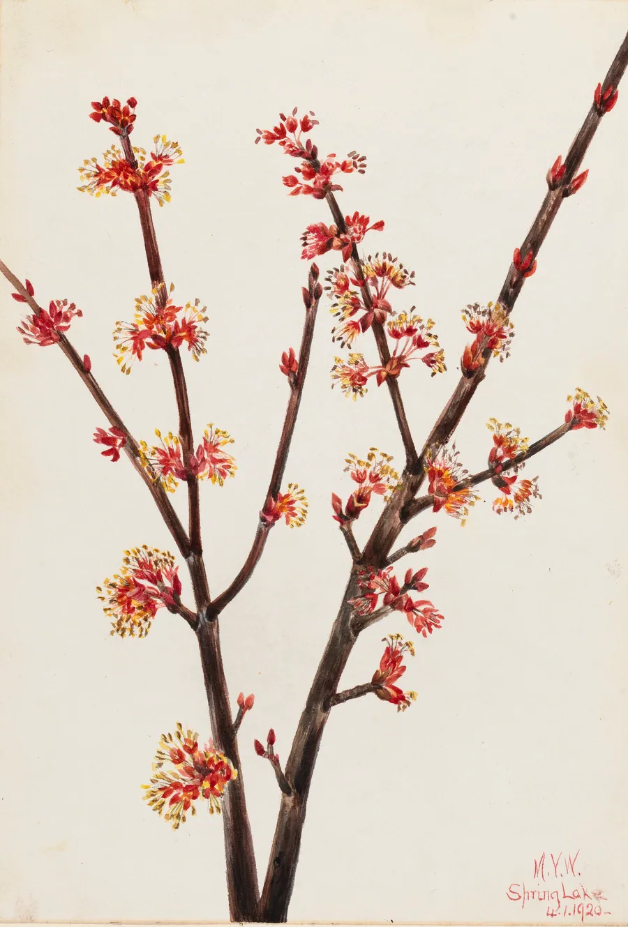 Red Maple (Acer rubrum) by Mary Vaux Walcott, born Philadelphia, PA 1860-died St. Andrews, New Brunswick, Canada 1940