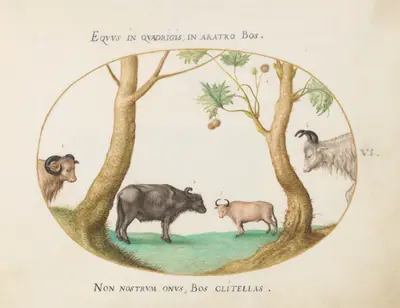 Plate 6: A Variety of Oxen with a Ram and a Water Buffalo(?) by a Plane Tree