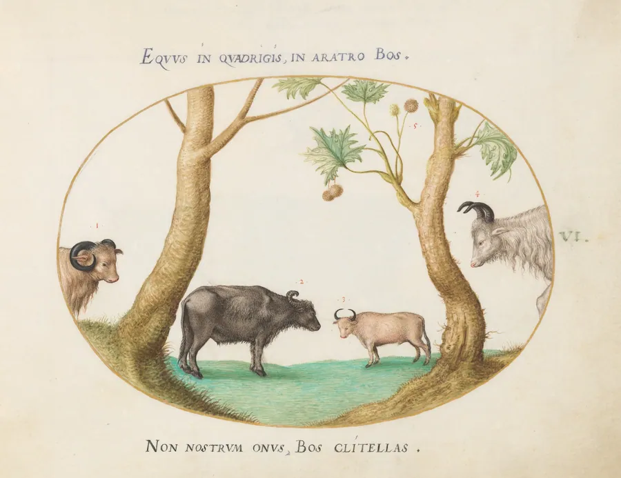 Plate 6: A Variety of Oxen with a Ram and a Water Buffalo(?) by a Plane Tree by Joris Hoefnagel