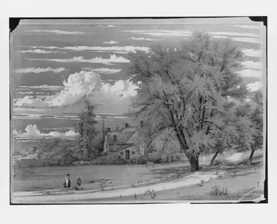 Willow Tree, Harlem Creek, New York