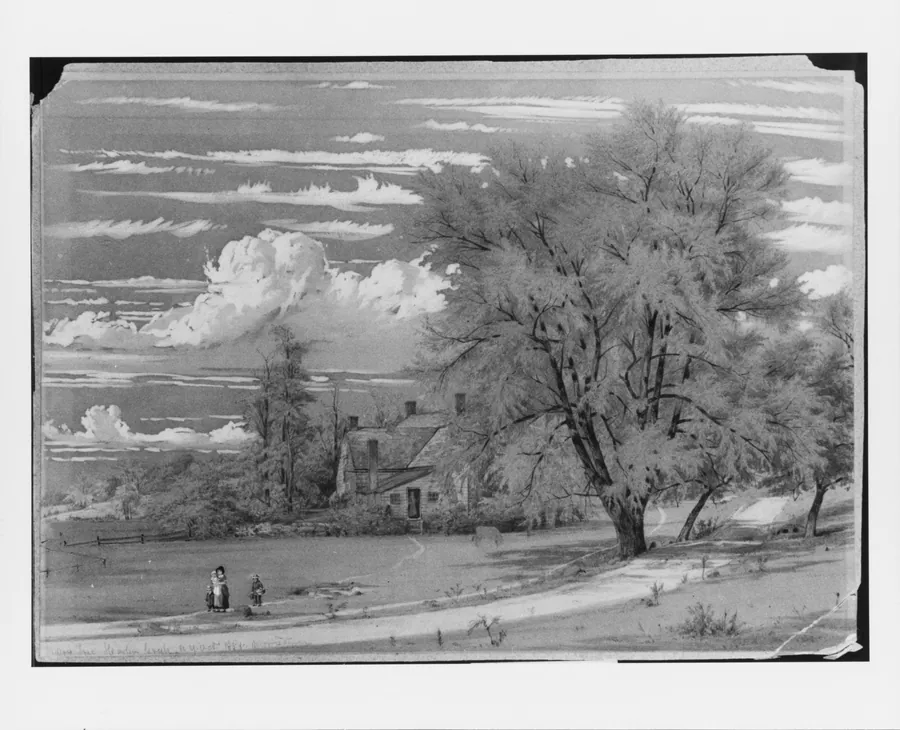 Willow Tree, Harlem Creek, New York by William Rickarby Miller
