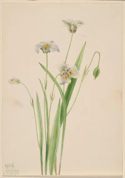Pussy-ears (Calochortus elegans)
