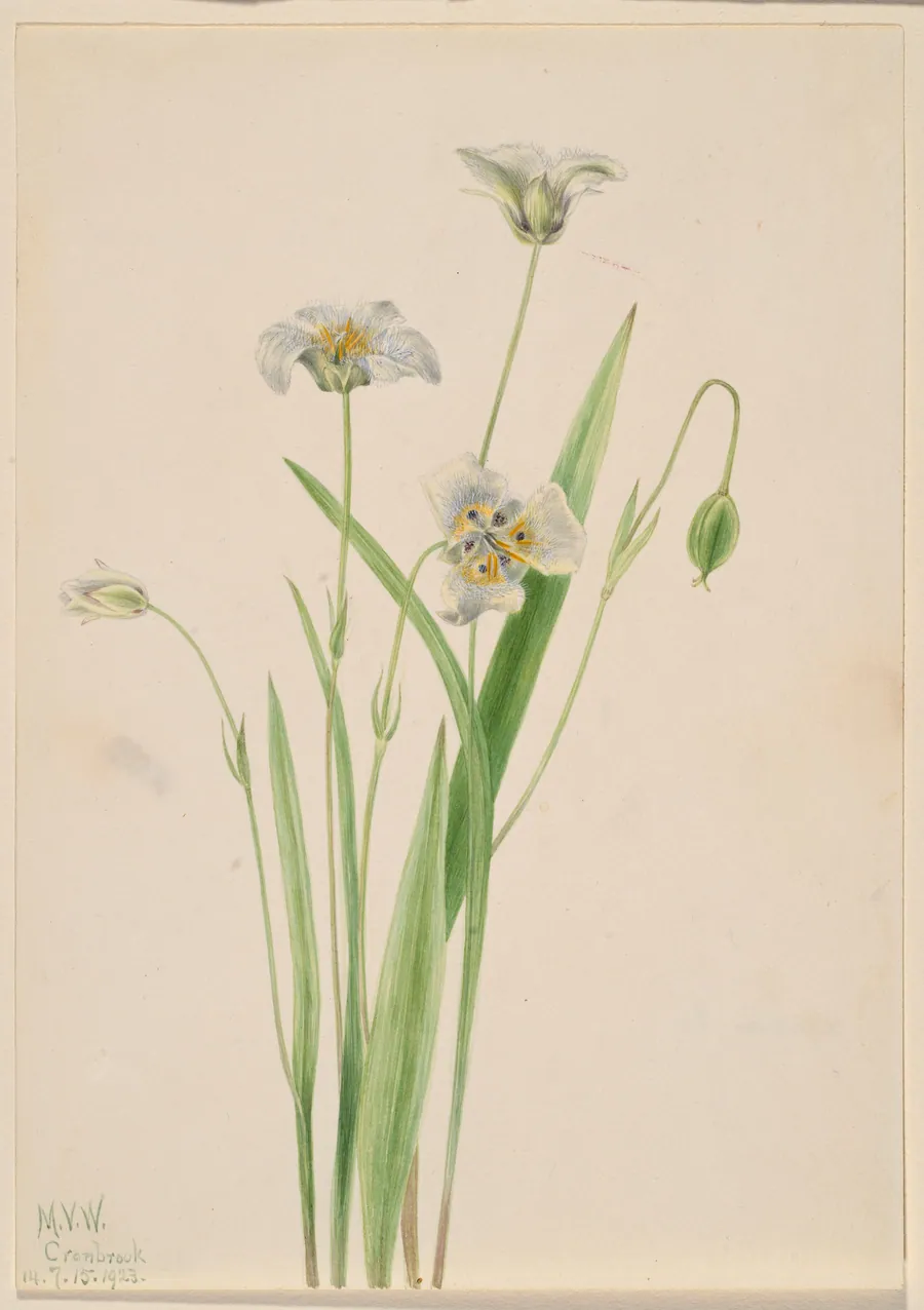Pussy-ears (Calochortus elegans) by Mary Vaux Walcott, born Philadelphia, PA 1860-died St. Andrews, New Brunswick, Canada 1940