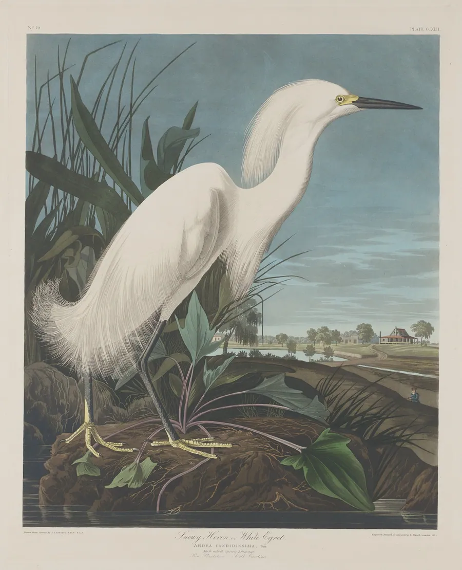 Snowy Heron, or White Egret by Robert Havell, Jr.