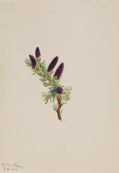 Picea engelmanni