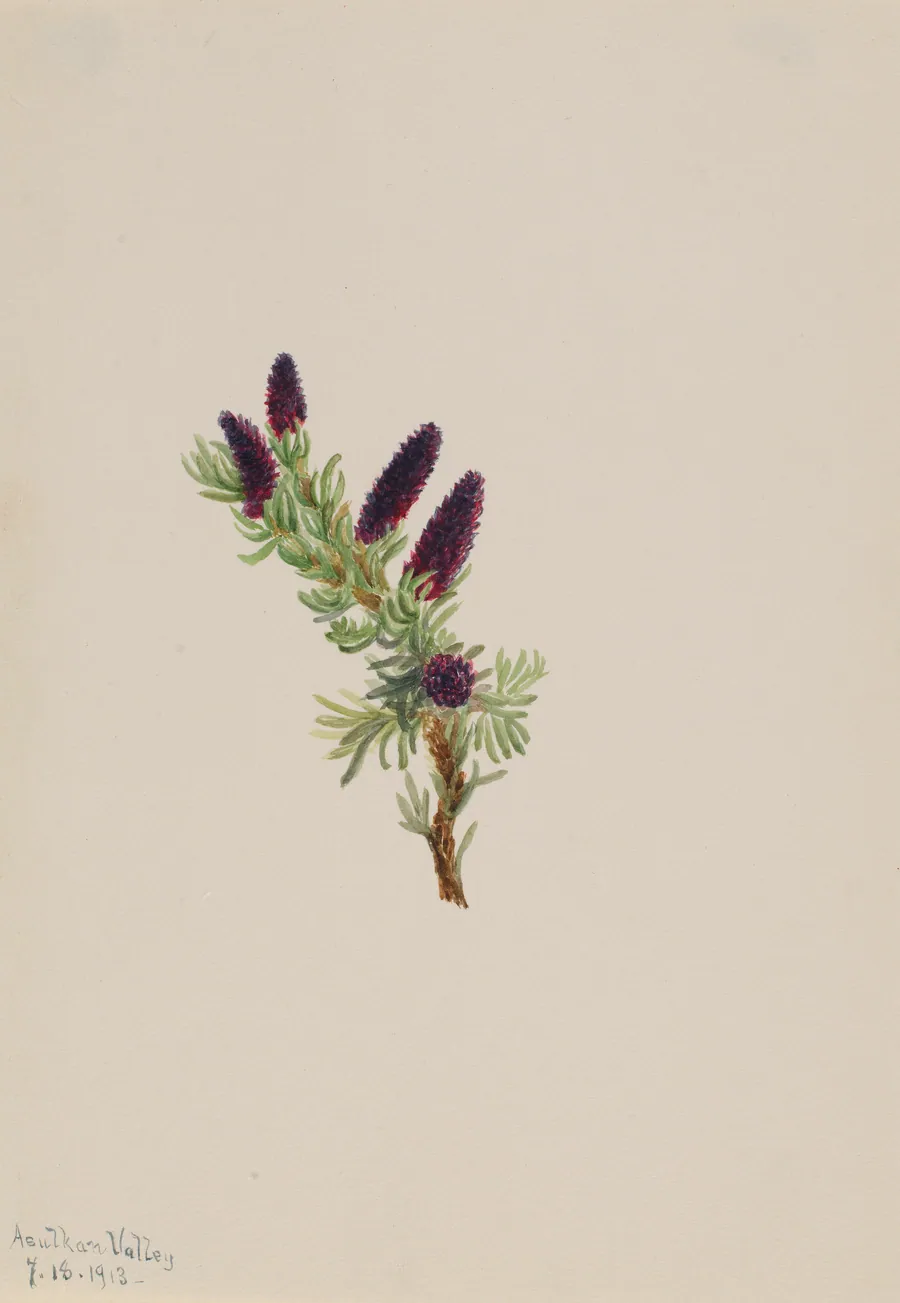 Picea engelmanni by Mary Vaux Walcott, born Philadelphia, PA 1860-died St. Andrews, New Brunswick, Canada 1940