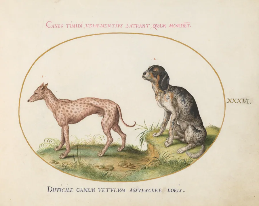 Plate 36: Two Spotted Hounds by Joris Hoefnagel