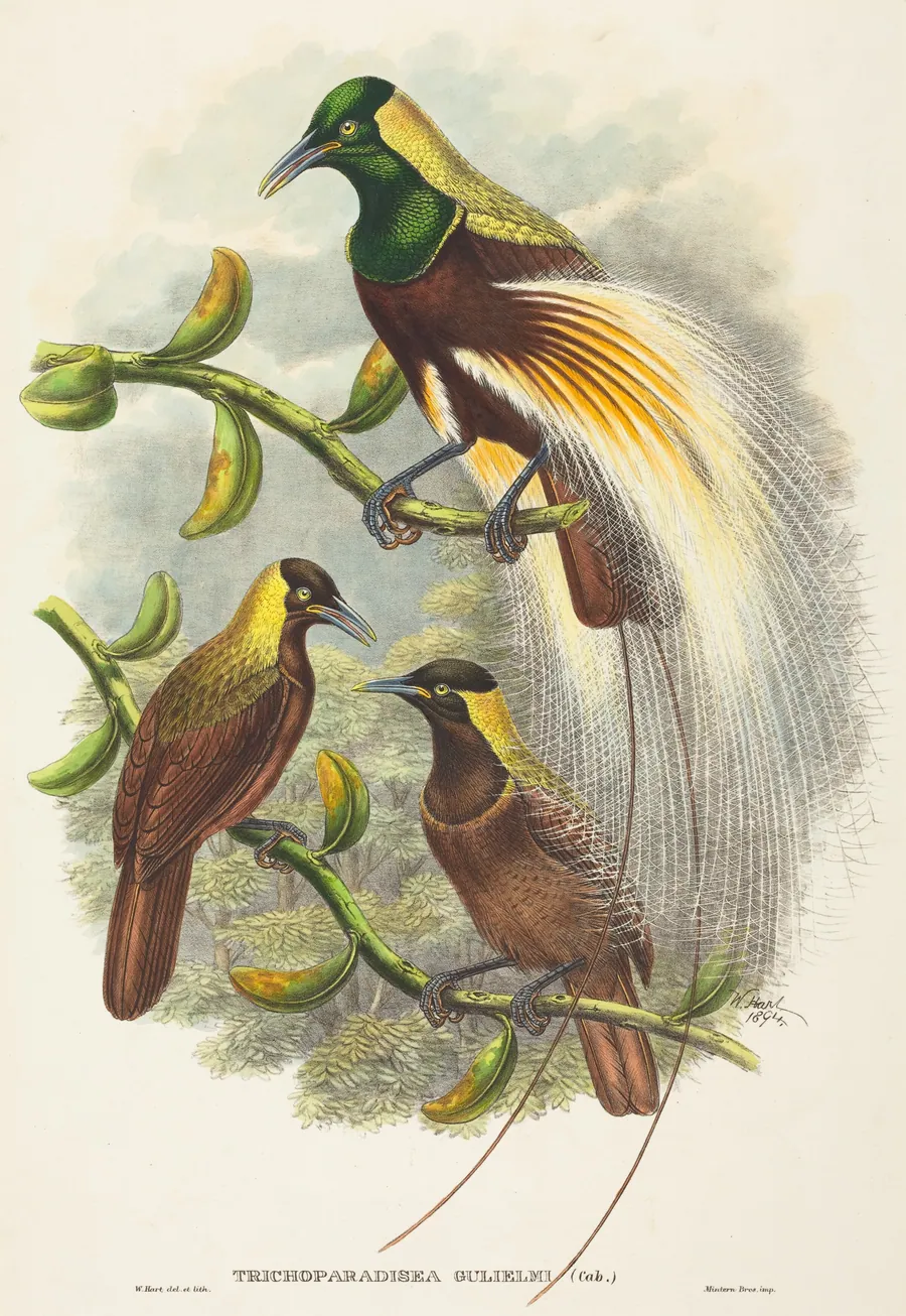 Trichoparadisea Gulielmi by W. Hart