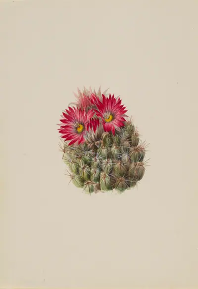 Hedgehog Cactus (Coryphantha arizonica)