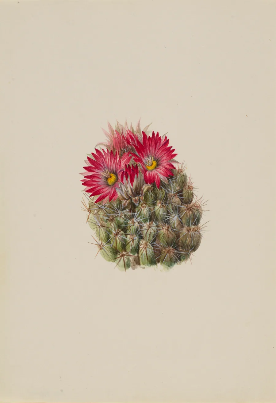 Hedgehog Cactus (Coryphantha arizonica) by Mary Vaux Walcott, born Philadelphia, PA 1860-died St. Andrews, New Brunswick, Canada 1940