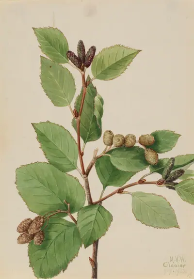 Western Green Alder (Alnus sinuata)