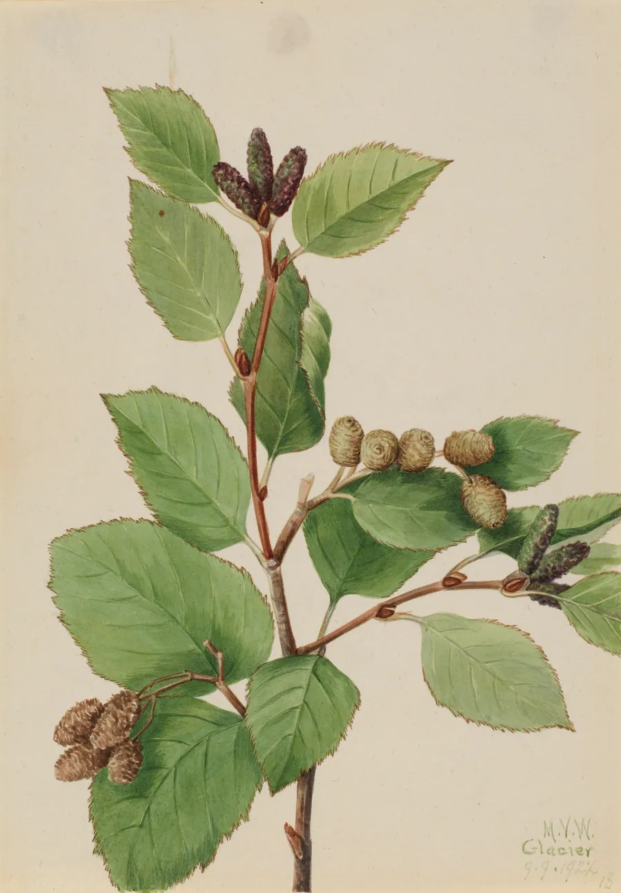 Western Green Alder (Alnus sinuata) by Mary Vaux Walcott, born Philadelphia, PA 1860-died St. Andrews, New Brunswick, Canada 1940