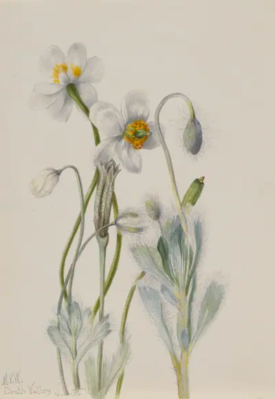 Bearpoppy (Arctomecon merriami)