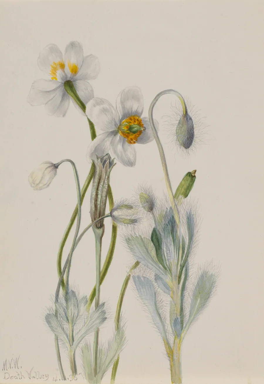 Bearpoppy (Arctomecon merriami) by Mary Vaux Walcott, born Philadelphia, PA 1860-died St. Andrews, New Brunswick, Canada 1940