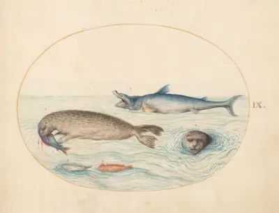 Plate 9: A Great White(?) Shark, Two Seals, and Two Fish