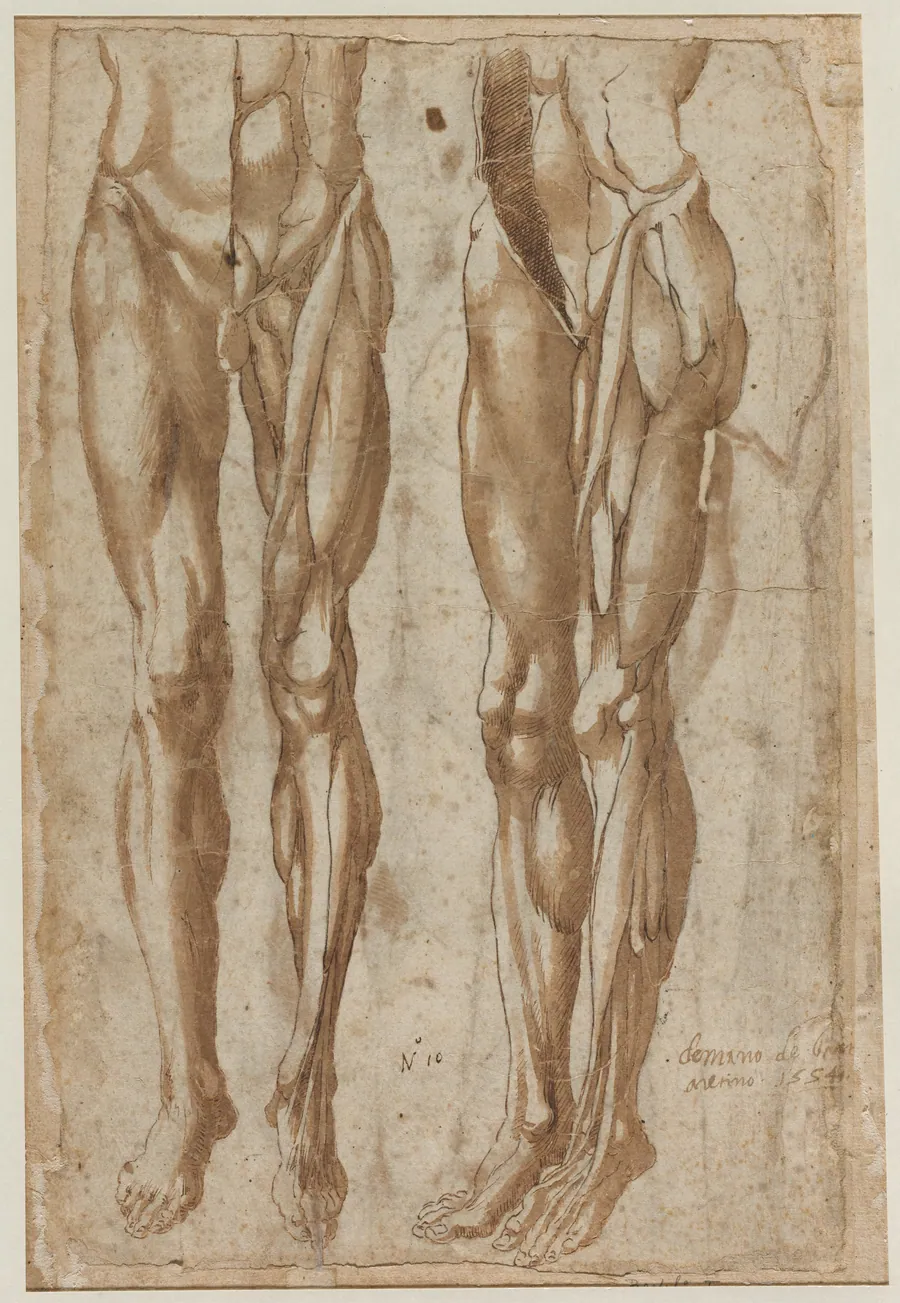 Two Studies of a Flayed Man (recto) by Bartolommeo da Arezzo