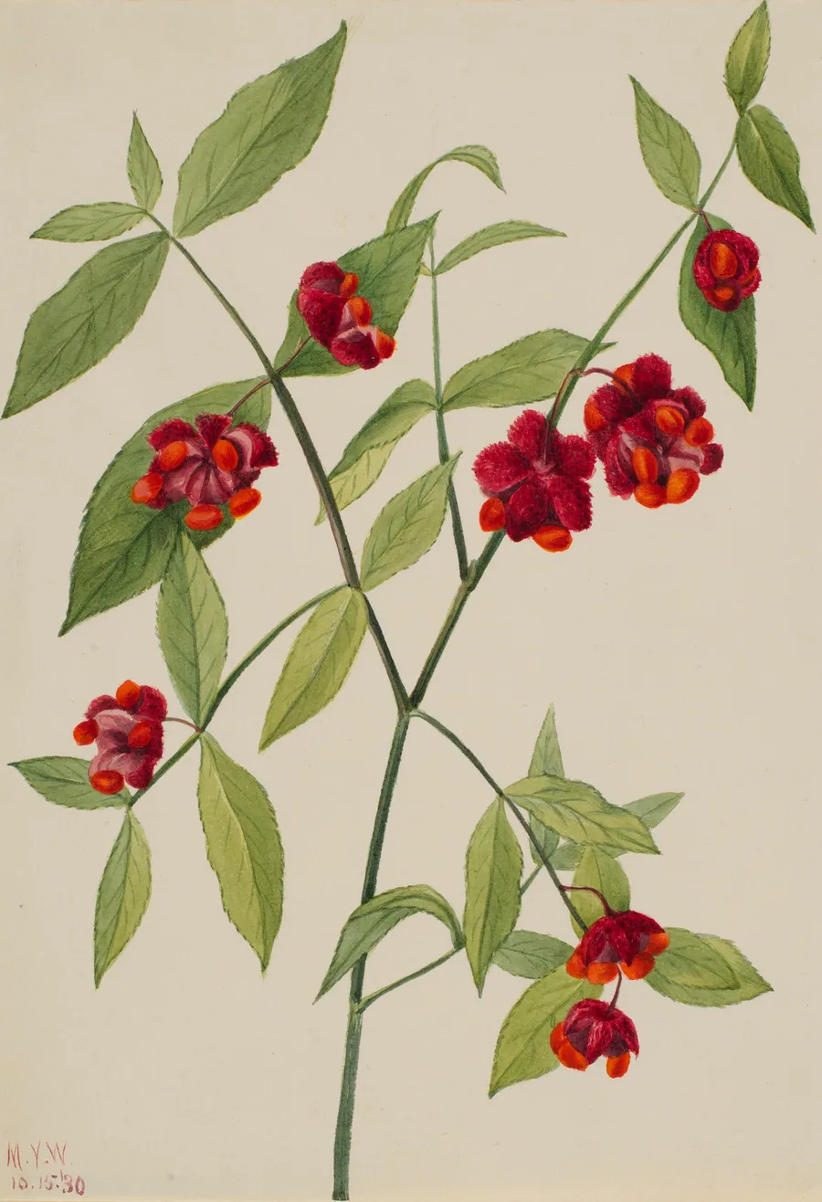 Strawberry Bush-"Hearts Bustin' with Love" (Euonymus Americanus) by Mary Vaux Walcott, born Philadelphia, PA 1860-died St. Andrews, New Brunswick, Canada 1940