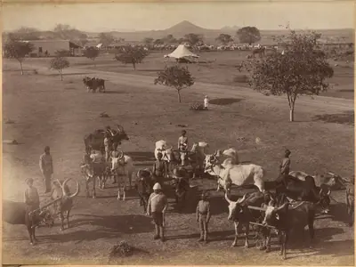 Bullocks of Elephant Battery, Jhansi