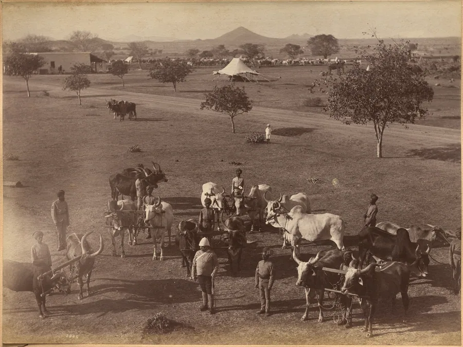 Bullocks of Elephant Battery, Jhansi by Raja Deen Dayal