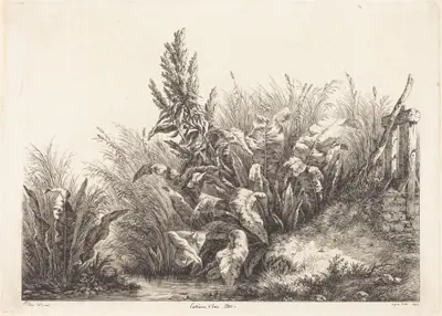 Patience d'eau, étude (Study of a Patience-Dock)
