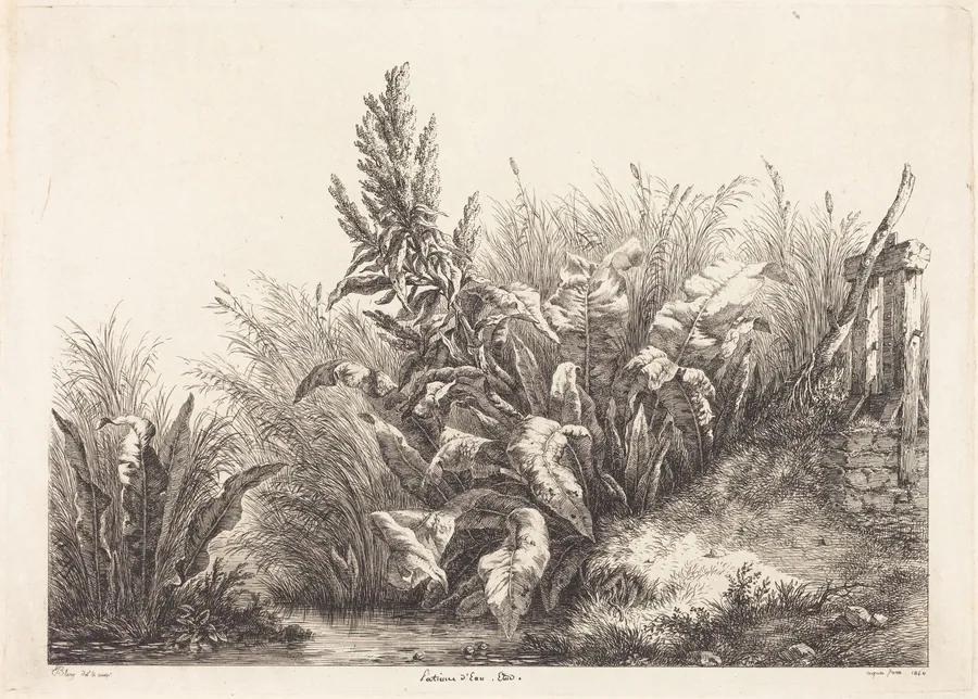 Patience d'eau, étude (Study of a Patience-Dock) by Eugène Bléry