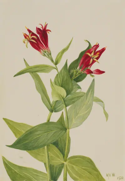 Carolina Pink (Spigelia marylandica)