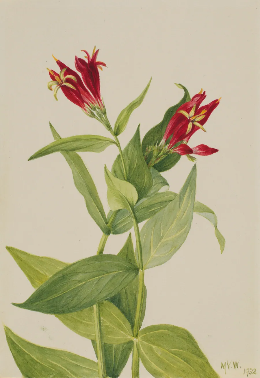 Carolina Pink (Spigelia marylandica) by Mary Vaux Walcott, born Philadelphia, PA 1860-died St. Andrews, New Brunswick, Canada 1940