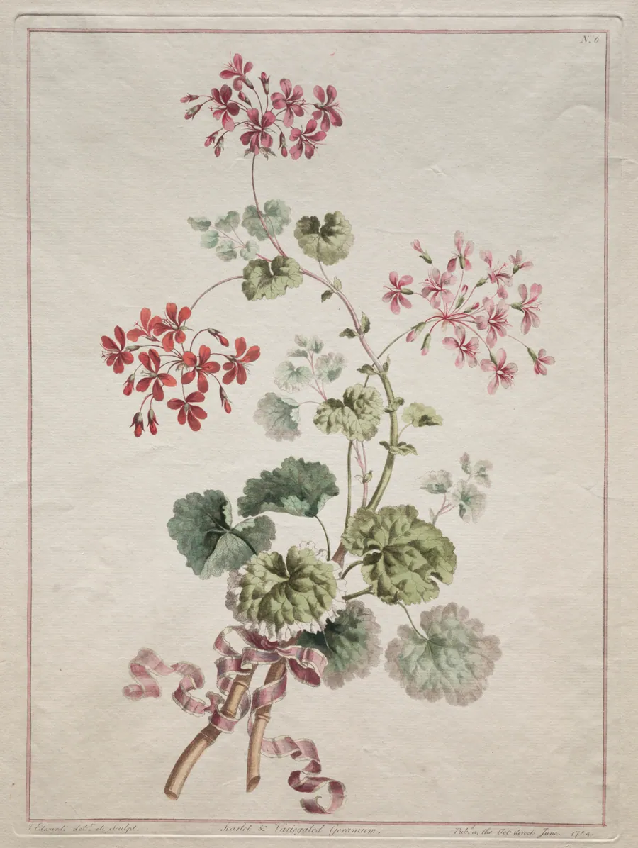 A Collection of Flowers Drawn from Nature:  No. 6 - Scarlet and Variegated Geranium by John Edwards