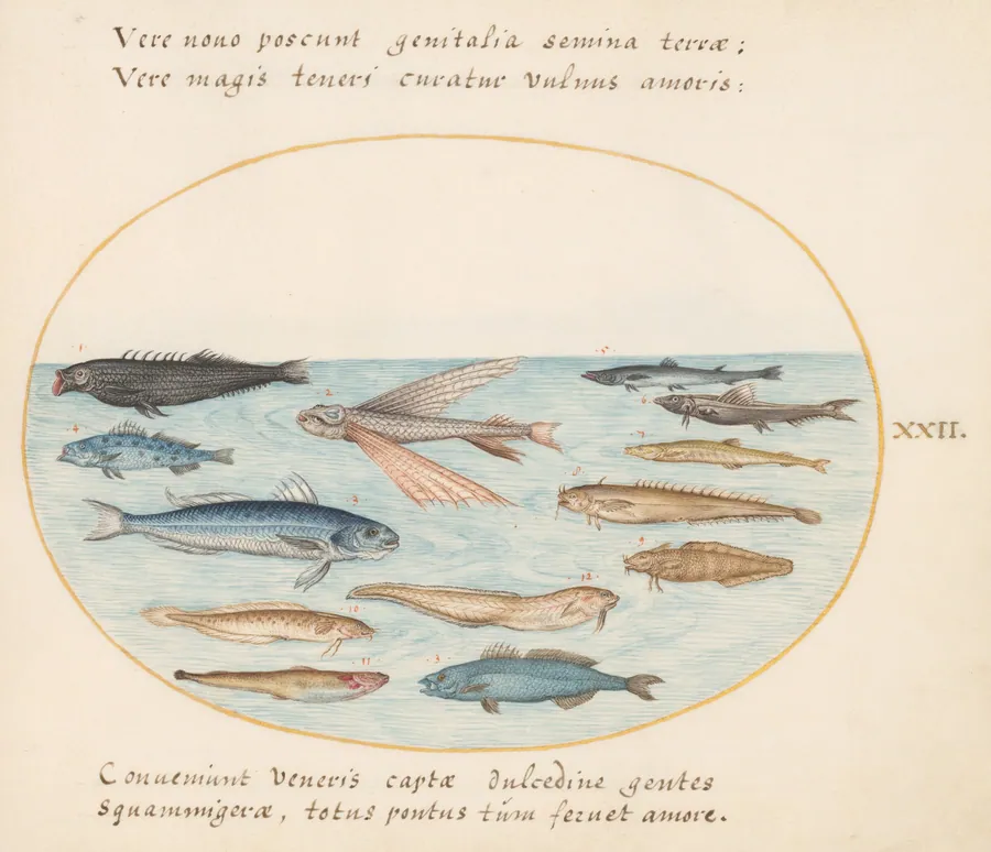 Plate 22: Mullet, Flying Fish, Eels, and Other Fish by Joris Hoefnagel