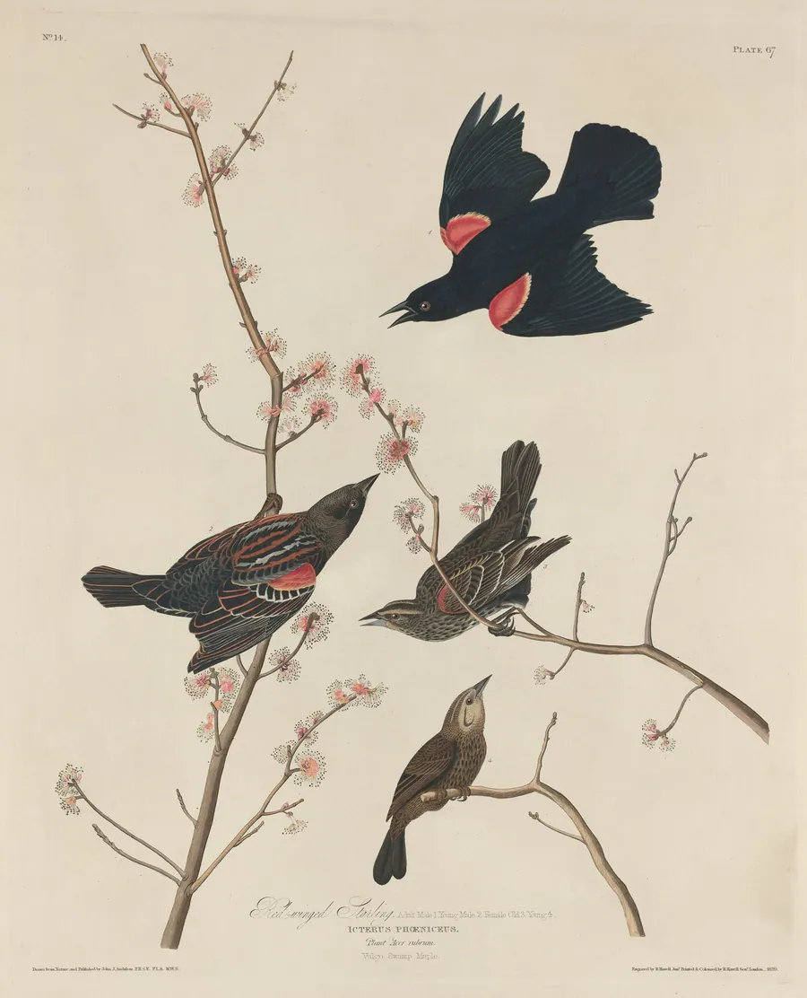 Red-winged Starling by Robert Havell, Jr.