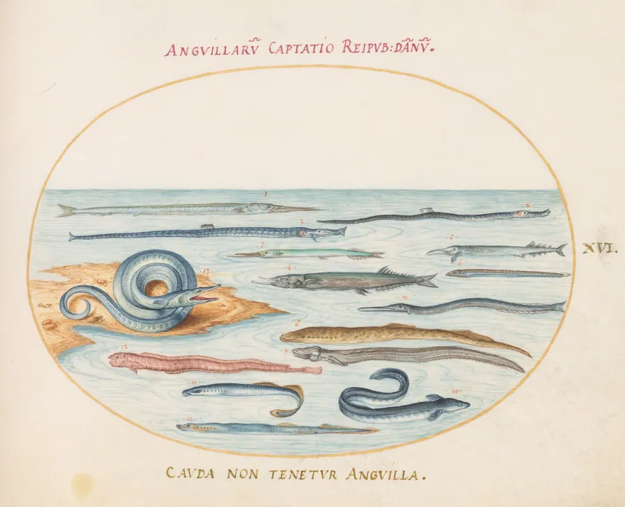 Plate 16: Eels, Pipefish, and Needlefish by Joris Hoefnagel