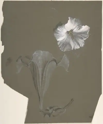A Study of Two White Lilies