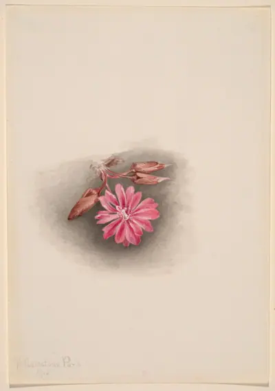 Bitterroot (Lewisia redivivia)
