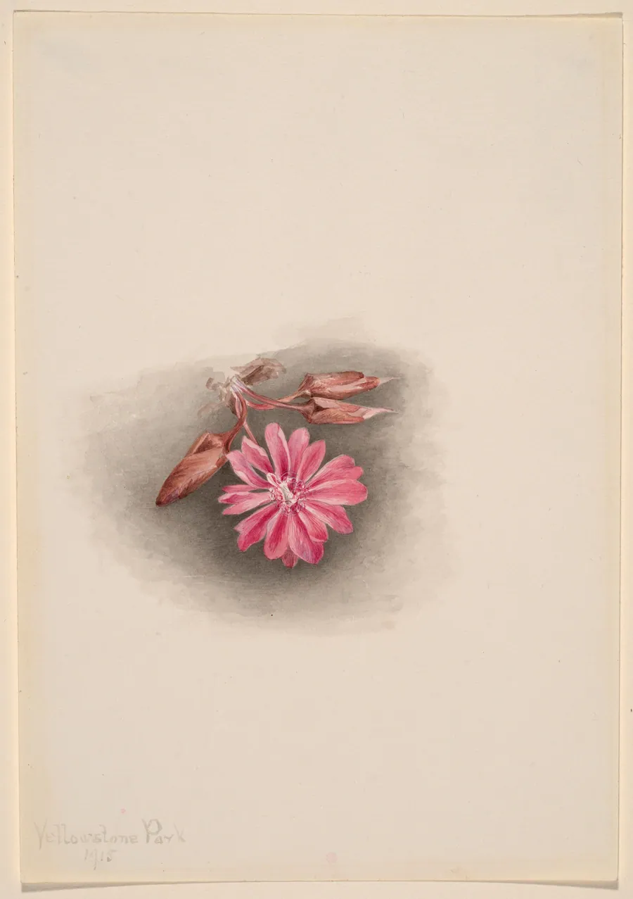 Bitterroot (Lewisia redivivia) by Mary Vaux Walcott, born Philadelphia, PA 1860-died St. Andrews, New Brunswick, Canada 1940