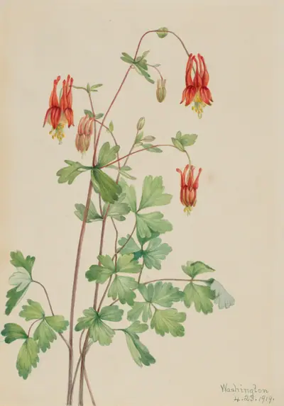 American Columbine (Aquilegia canadensis)