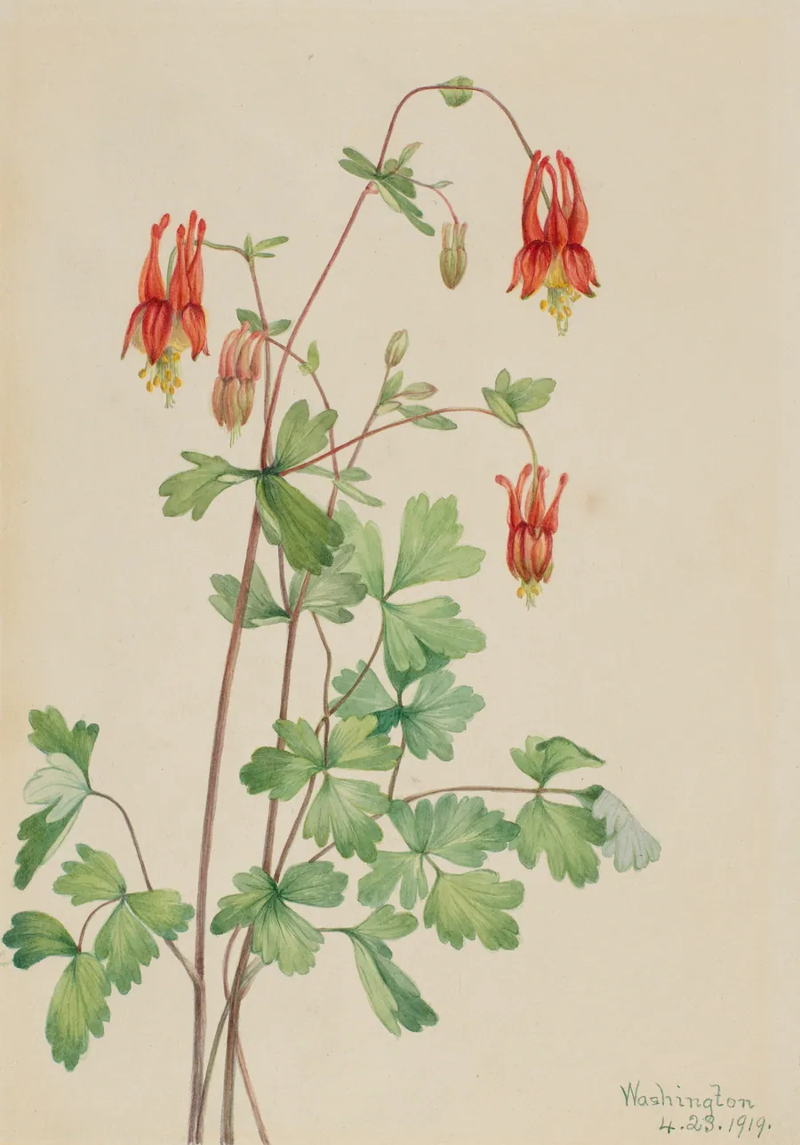 American Columbine (Aquilegia canadensis) by Mary Vaux Walcott, born Philadelphia, PA 1860-died St. Andrews, New Brunswick, Canada 1940