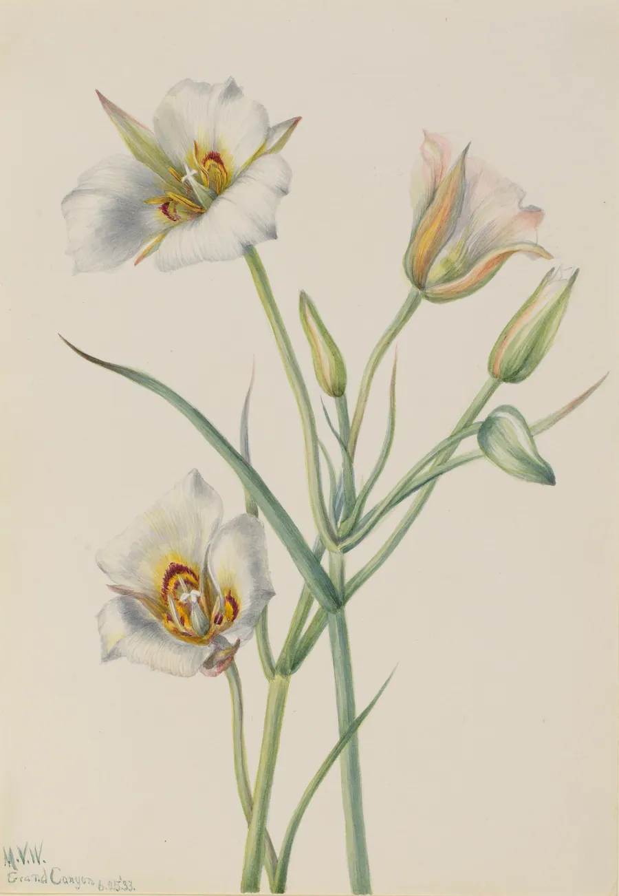 Sego Lily (Calochortus nuttallii) by Mary Vaux Walcott, born Philadelphia, PA 1860-died St. Andrews, New Brunswick, Canada 1940